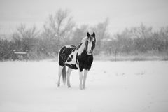 Winter-ready Horse Blankets &amp; Sheets