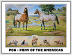 Breyer The Ideal Series | Pony of the Americas