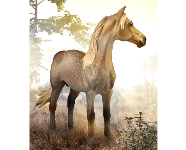 Breyer CollectA Morgan Stallion - Silver Grulla