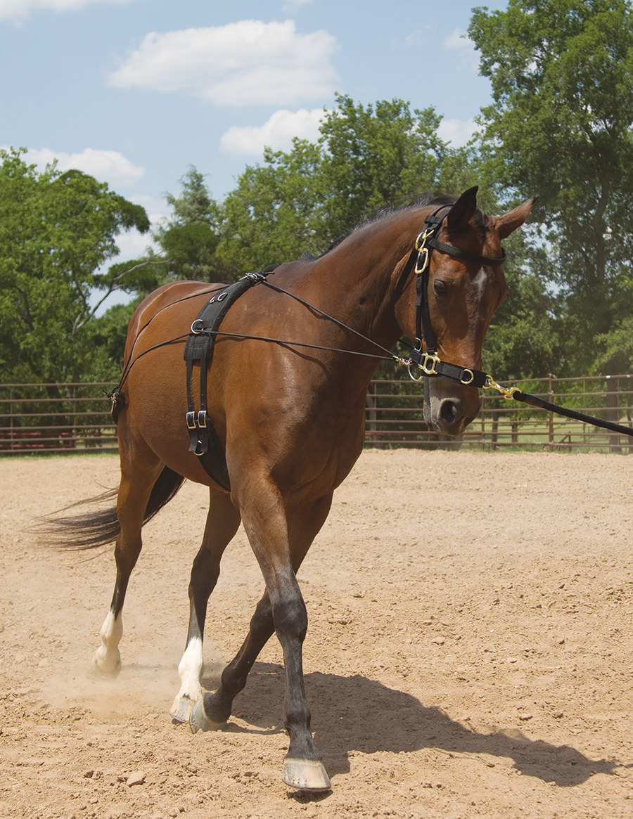 Mustang Balance Training System