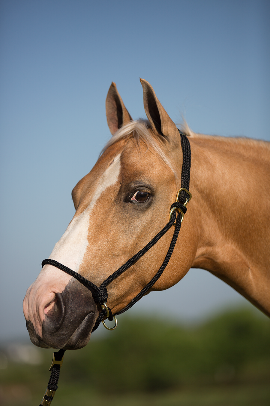 Mustang’s Control Halter