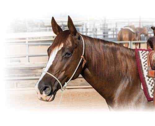Professional’s Choice Rope/ Training Lariat Halter
