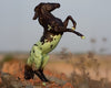 Breyer Mint Chip | Dessert Decorator Horse