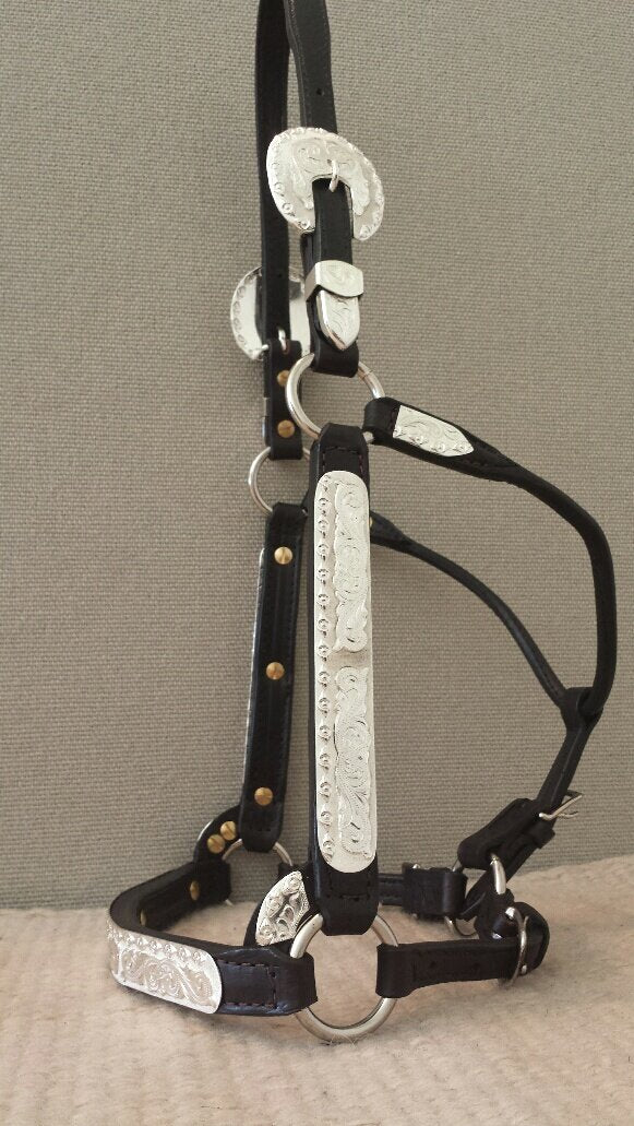 Dale Chavez Show Halter with 955 Silver